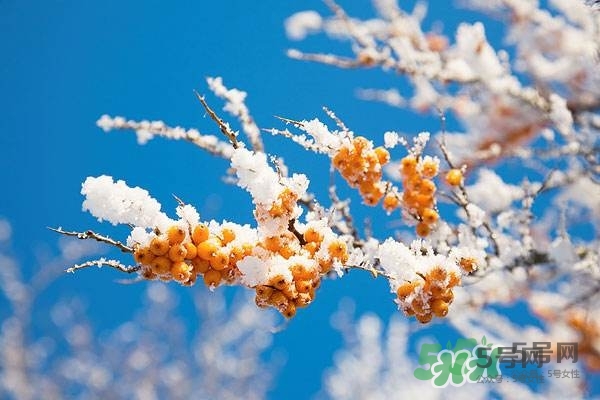 沙棘是什么？沙棘的功效與作用