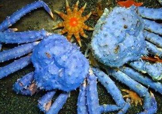 螃蟹腿藍(lán)色的是什么？螃蟹腿為什么是藍(lán)色？