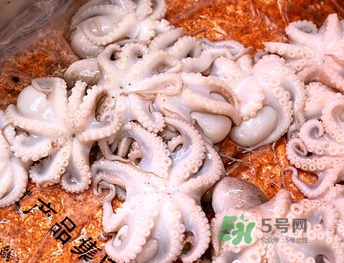 八爪魚可以冷凍嗎？八爪魚可以放冰箱嗎？