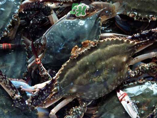 梭子蟹養(yǎng)殖的嗎？梭子蟹養(yǎng)殖和野生的區(qū)別