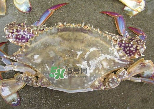 梭子蟹養(yǎng)殖的嗎？梭子蟹養(yǎng)殖和野生的區(qū)別