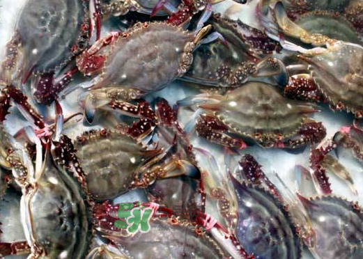 梭子蟹養(yǎng)殖的嗎？梭子蟹養(yǎng)殖和野生的區(qū)別