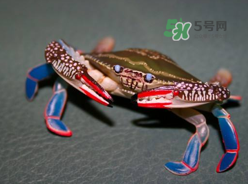 花蟹不能和什么一起吃？花蟹和什么不能一起吃？