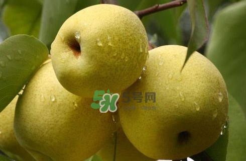 梨子是發(fā)物嗎？梨子是不是不能分著吃