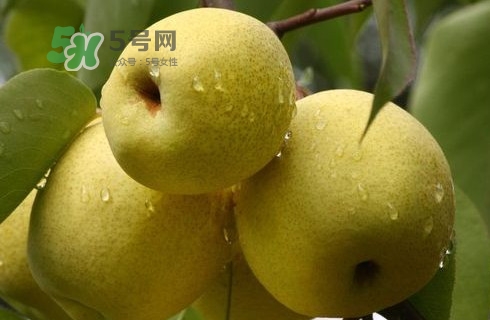 梨子多少錢一斤？皇冠梨多少錢一斤？