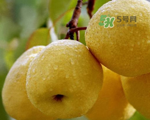 碭山梨怎么讀？碭山梨吃著為什么那么松軟