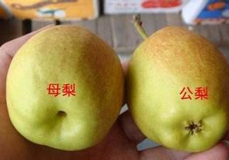 梨子有公母之分嗎？梨子怎么分辨公母