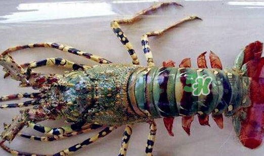 中華錦繡龍蝦能吃嗎？中華錦繡龍蝦能吃嗎？