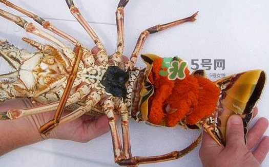 中華錦繡龍蝦能吃嗎？中華錦繡龍蝦能吃嗎？