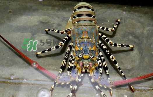 中華錦繡龍蝦能吃嗎？中華錦繡龍蝦能吃嗎？