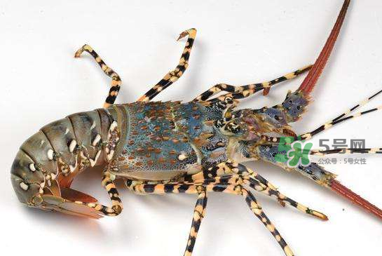 中華錦繡龍蝦怎么做？中華錦繡龍蝦怎么吃？