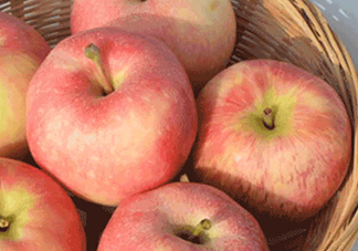 嘎啦蘋果多少錢？嘎啦果多少錢一斤