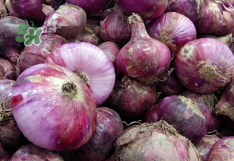 皮芽子是什么東西？皮芽子怎么做好吃