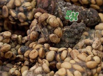 貓屎咖啡多少錢一杯？貓屎咖啡多少錢一斤