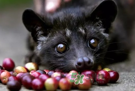 貓屎咖啡是怎么來的？貓屎咖啡的由來