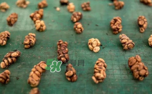 貓屎咖啡是怎么來的？貓屎咖啡的由來