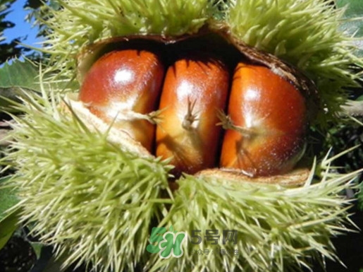 板栗多少錢一斤？糖炒栗子多少錢一斤