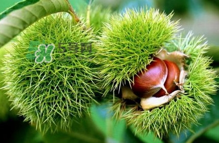 哪里產(chǎn)的板栗最好吃？板栗怎么挑選