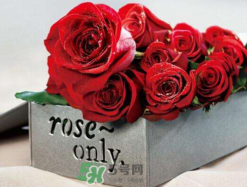 roseonly怎么樣？roseonly好看嗎？