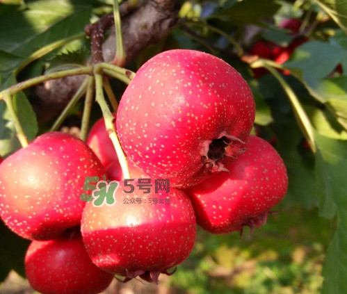 山楂什么人不能吃？山楂什么時候吃效果好