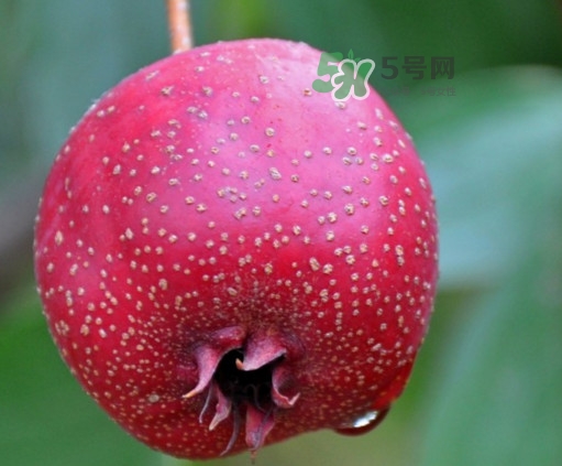 山楂是什么季節(jié)的水果？山楂幾月份成熟