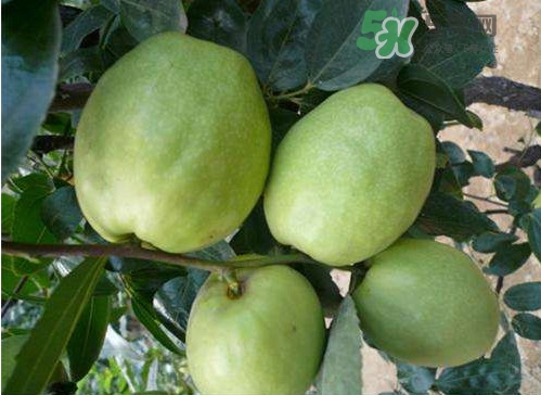 梨棗和冬棗哪個大？梨棗和冬棗的區(qū)別