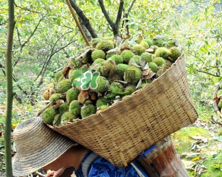 板栗什么時(shí)候上市？板栗什么人不能吃