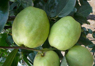 梨棗和冬棗哪個大？梨棗和冬棗的區(qū)別