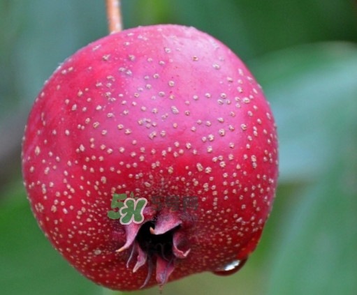 山楂什么人不能吃？山楂什么時候吃效果好