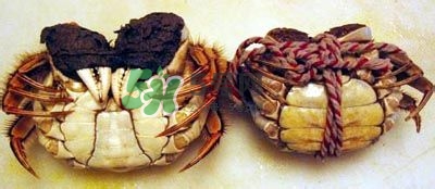 螃蟹怎么吃好吃？螃蟹和什么一起吃最好？