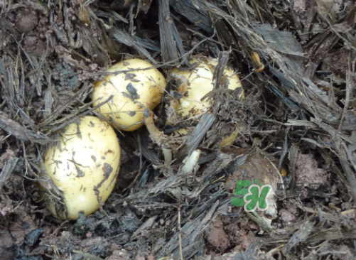 九月份可以種土豆嗎？秋天能種土豆嗎？