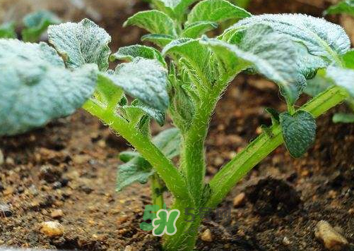 九月份可以種土豆嗎？秋天能種土豆嗎？