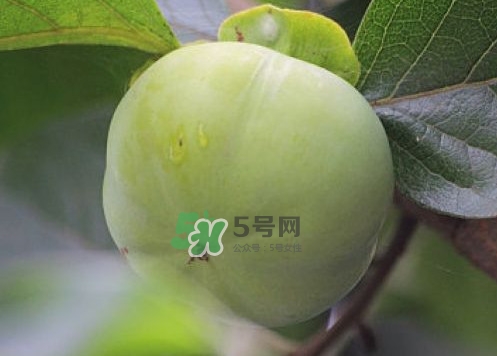 柿子葉能降血糖嗎？青柿子的功效與作用