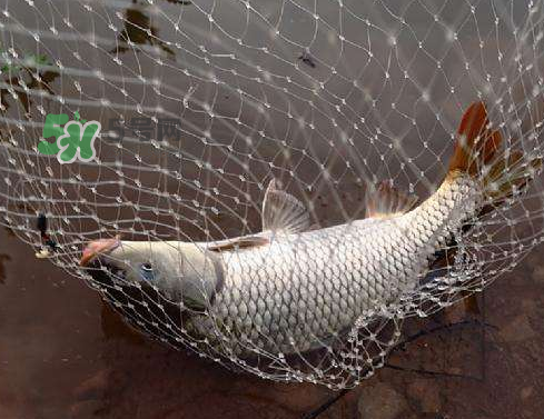 八月份釣魚用什么料好？八月份釣什么魚？