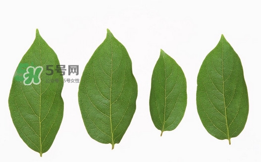 柿子葉能治胃病嗎？柿子葉什么時(shí)候采最好