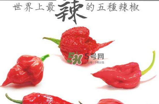 卡羅萊納死神辣椒中國有嗎？死神辣椒哪里有賣