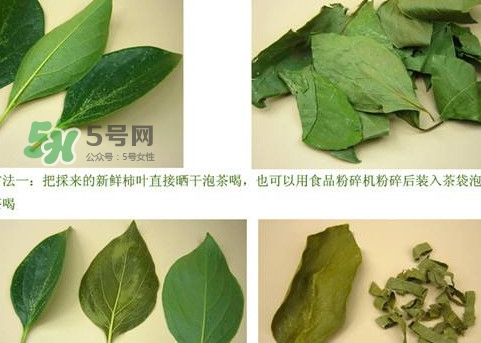 柿子葉能治胃病嗎？柿子葉什么時(shí)候采最好