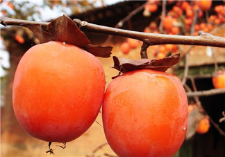 脆柿子好吃還是軟柿子好吃？脆柿子和軟柿子哪個(gè)好吃？