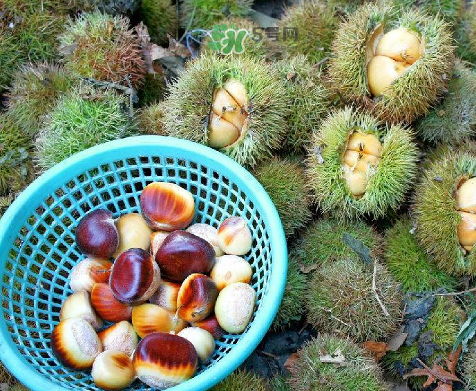 板栗吃多了會(huì)放屁嗎？板栗吃多了胃脹怎么辦？