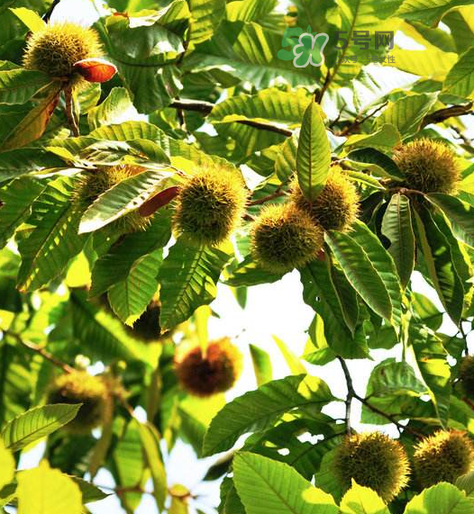 板栗放微波爐加熱多久？板栗放高壓鍋煮多久？