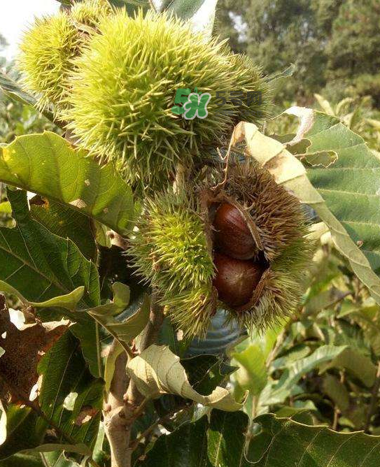 板栗放微波爐加熱多久？板栗放高壓鍋煮多久？