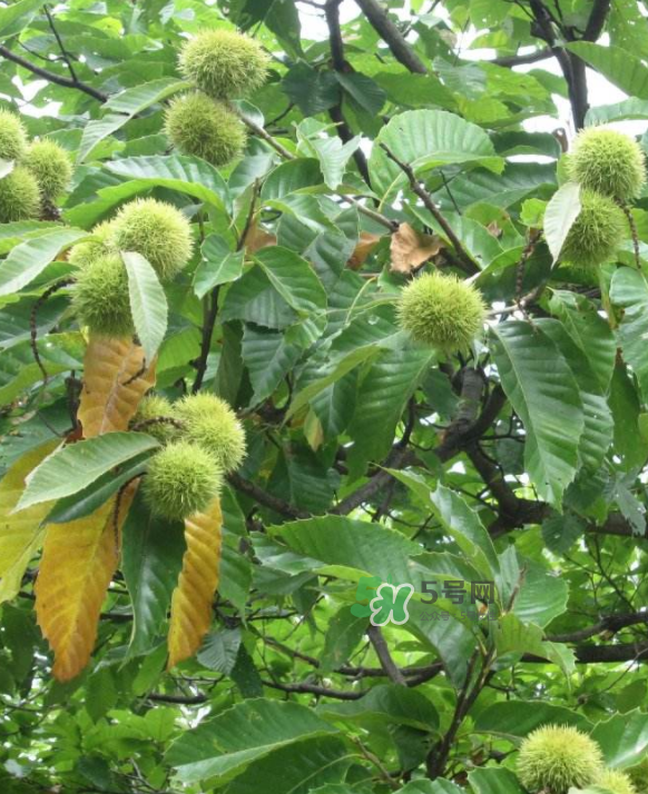 板栗放微波爐加熱多久？板栗放高壓鍋煮多久？