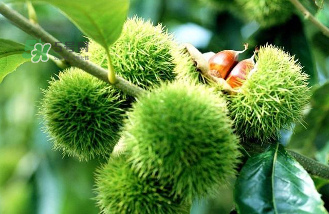 板栗放時間長了能吃嗎？板栗放久了干了能吃嗎？