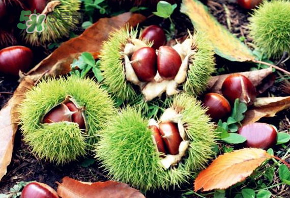板栗放時間長了能吃嗎？板栗放久了干了能吃嗎？