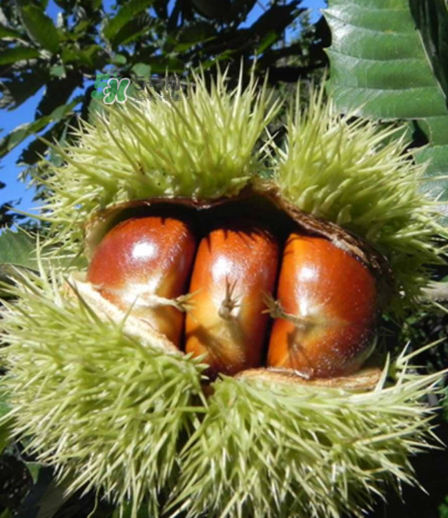 板栗放時間長了能吃嗎？板栗放久了干了能吃嗎？