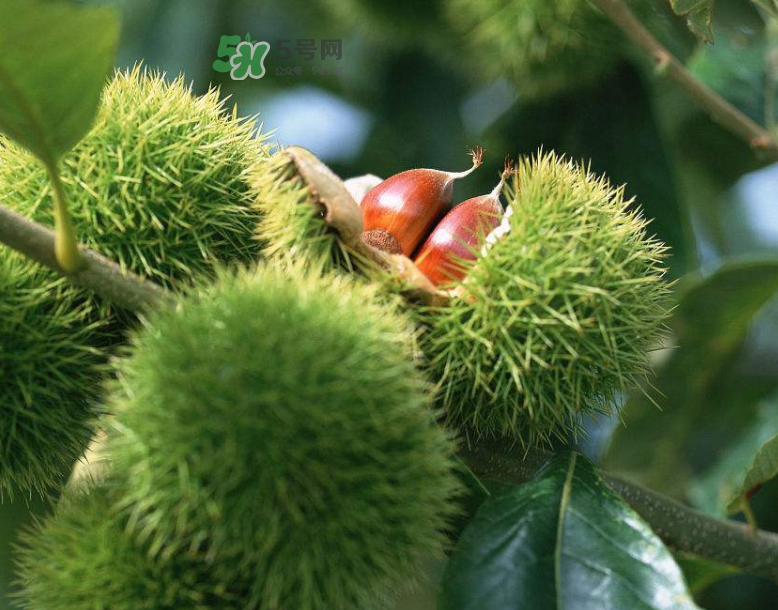 板栗放時間長了能吃嗎？板栗放久了干了能吃嗎？