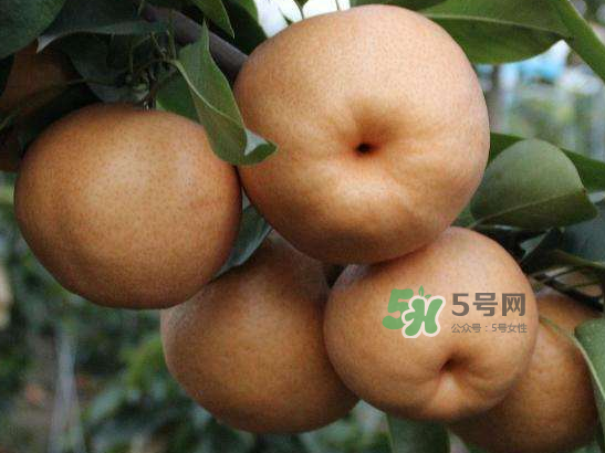 2017豐水梨多少錢一斤？豐水梨價格