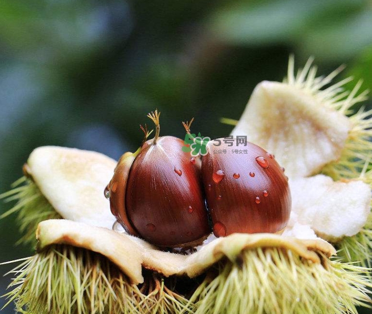 板栗能生吃嗎？板栗生吃好還是熟吃好？