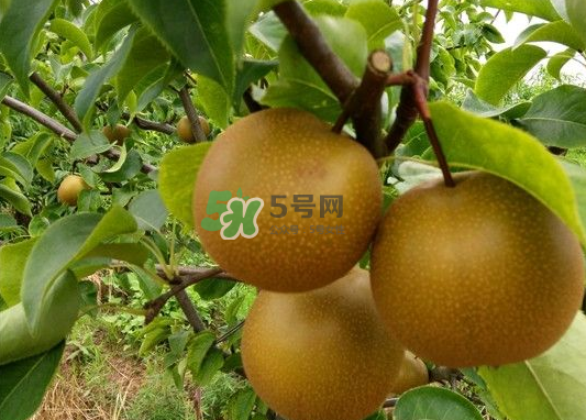 豐水梨產(chǎn)地在哪里？豐水梨是哪里產(chǎn)的？