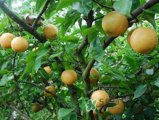 豐水梨產(chǎn)地在哪里？豐水梨是哪里產(chǎn)的？